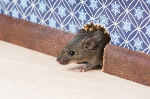 Top Signs of a Rodent Infestation and When to Call a Professional in Colorado Springs