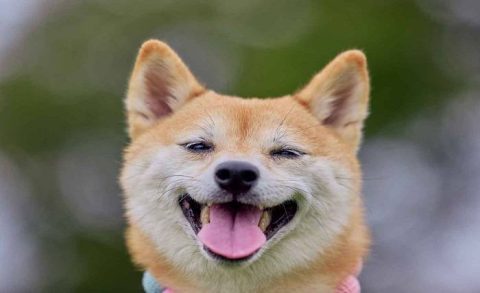 emailsettingspot.com 5 Ways Dental Care Protects Your Dogs Health