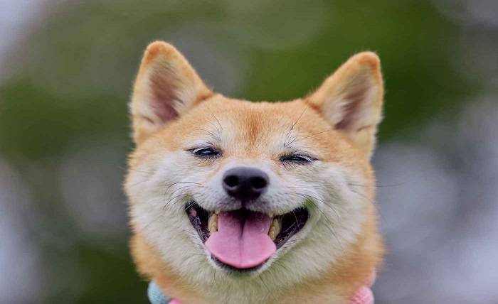 emailsettingspot.com 5 Ways Dental Care Protects Your Dogs Health